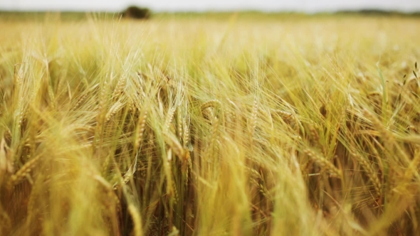 Cereal Field With Spikelets Of Ripe Rye Or Wheat