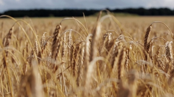 Cereal Field With Spikelets Of Ripe Rye Or Wheat