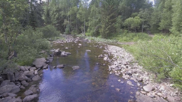 River In The Forest