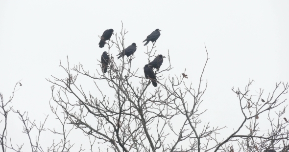 Black Ravens on the Tree Branch