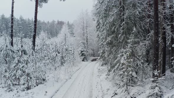 Snowy forest road in the evening.