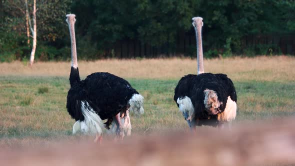 Two Big Ostriches on the Field