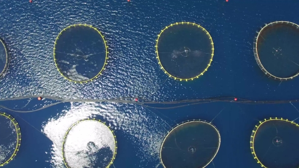 Fish Farm Near The Island Of Dugi Otok