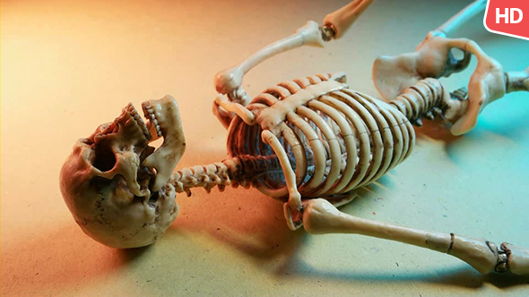 Human Skeleton 0185