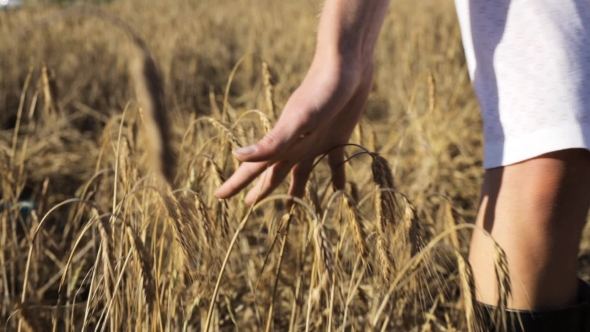 Woman In White Dress Walking Along Cereal Field 28