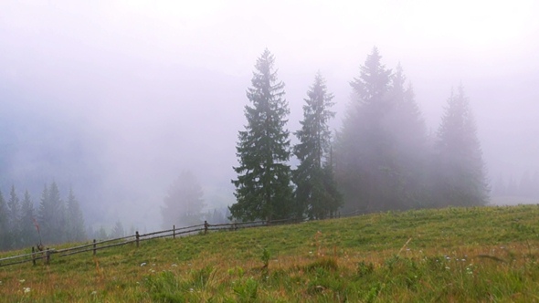 Mountain Forest Fog