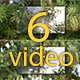 The Shoots of Pine Tree - VideoHive Item for Sale