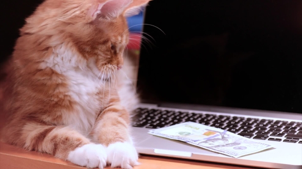 Cat And Money With Laptop