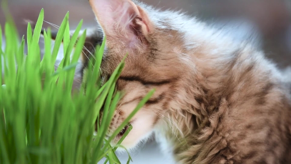 Kitten With Green Grass On Windowsill