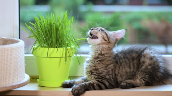 Kitten With Green Grass On Windowsill