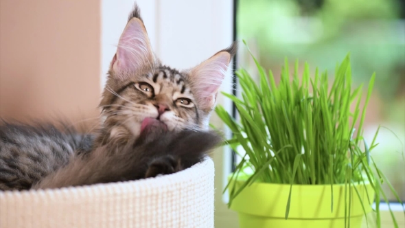 Kitten With Green Grass On Windowsill