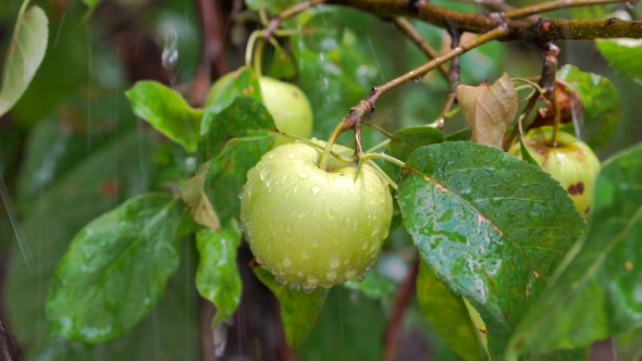 Apples On Branches Of An Apple Tree In Rain