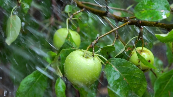 Apples On Branches Of An Apple Tree In Rain