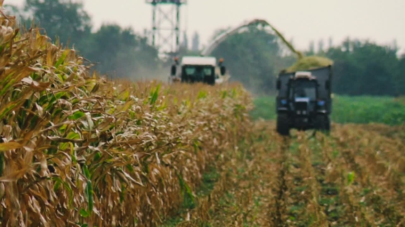 Forage , Harvesting Corn For Silage