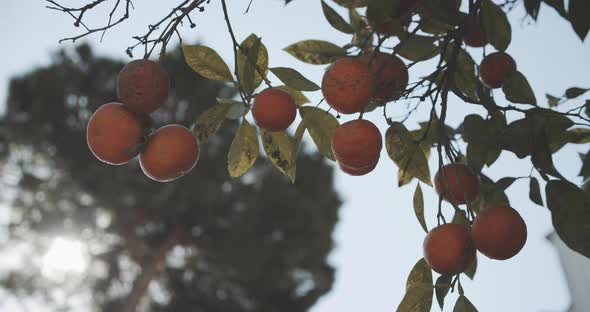 Closeup Shot of Ripe Oranges Hanging By the Tree Against Beautiful Blue Skies