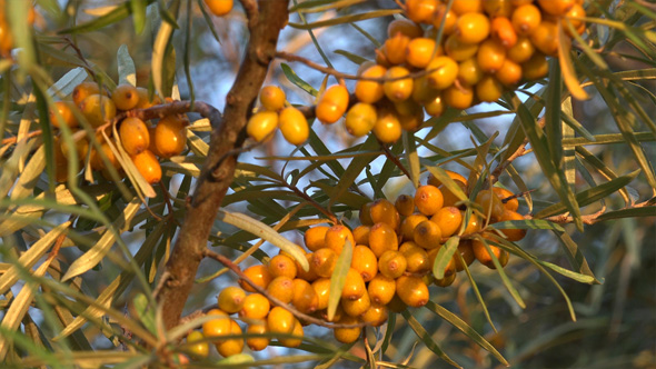 Sea Buckthorns, Sandthorn, Sallowthorn or Seaberry