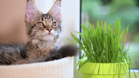 Kitten With Green Grass On Windowsill