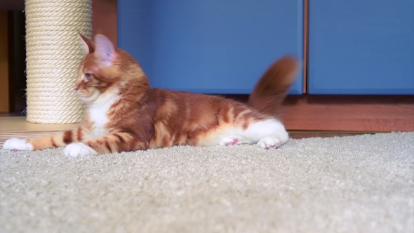 Maine Coon Kitten Play