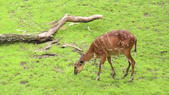 Western Sitatunga Eating Grass