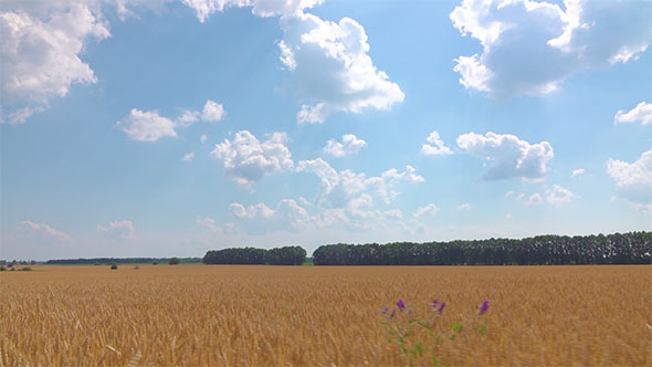 Field of Yellow Wheat in Sunny Day