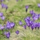 Crocus Flowers Field - VideoHive Item for Sale