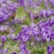 Crocus Flowers Field - VideoHive Item for Sale