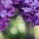Lilac Flowers Background - VideoHive Item for Sale