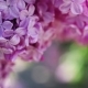 Lilac Flowers Background - VideoHive Item for Sale