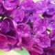 Lilac Flowers Background - VideoHive Item for Sale