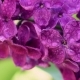 Lilac Flowers Background - VideoHive Item for Sale