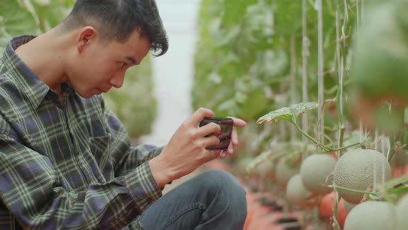 Asian Farmer Use Mobile Phone Taking Photo Of Melon In Greenhouse Melon Farm