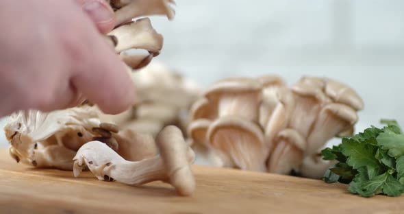 Men Hands Separate the Mushrooms From the Clusters. 