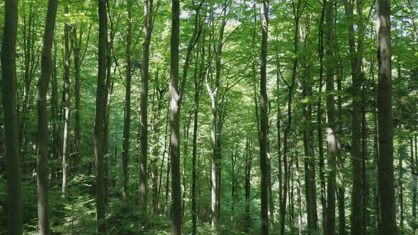 Aerial View Flying Up of Green Trees in the Wild Forest Illuminated By the Shining Rays of the Sun