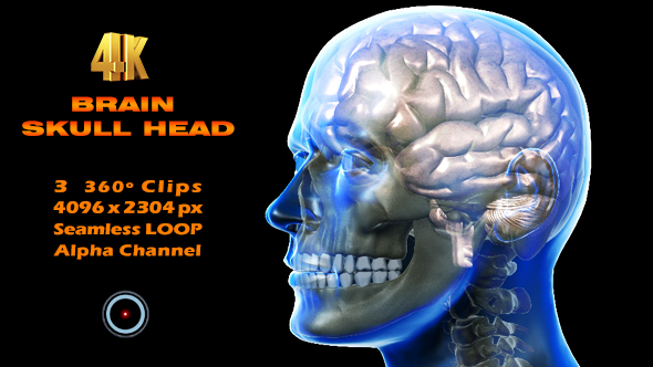 Brain Skull Head