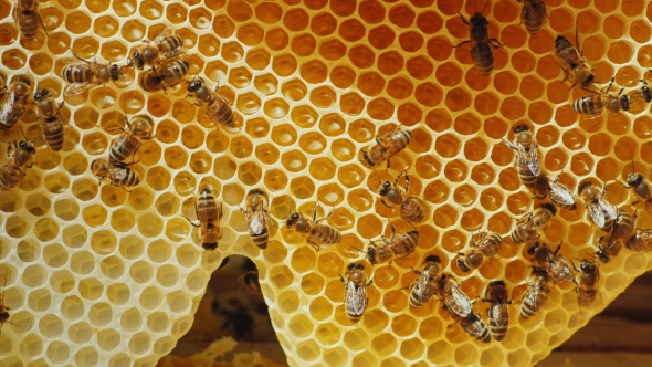 Bees are Processed Nectar to Honey. On Honeycombs With Honey. 