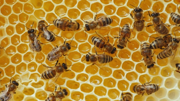 Bees Working On Yellow Honeycomb With Honey