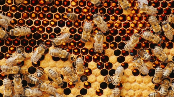 Bees Work on Honeycomb With Honey, Some Cells Already Closed