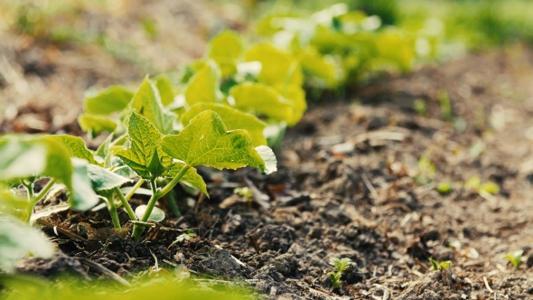 Young Shoots Of Cucumber Growing In a Garden.