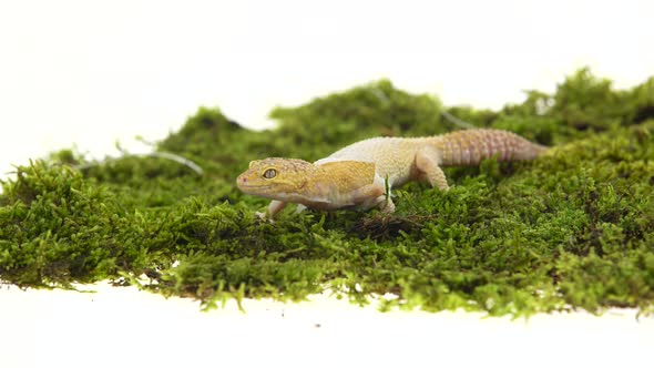 Cute Leopard Gecko or Eublepharis Macularius on Green Moss in White Isolated Background