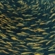 Swimming Round Fish Amber Yellow Color in Farm. - VideoHive Item for Sale