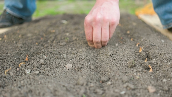 Man Planting Onions For Sprouting