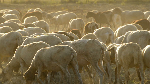 Flock of Sheep Grazing at Sunset