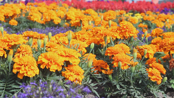 Beautiful Orange Flowers in the Flowerbed