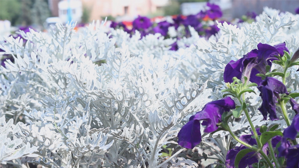 Beautiful Flowers on the City Flowerbed