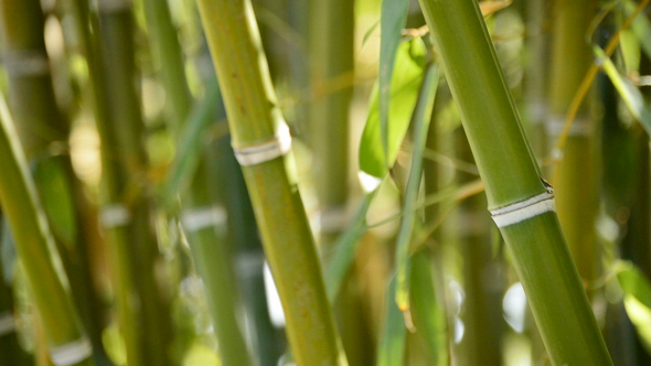 Natural Bamboo Canes