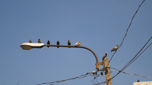 Birds On Electric Wires
