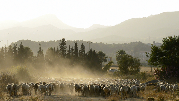 Flock of Sheeps at Sunset