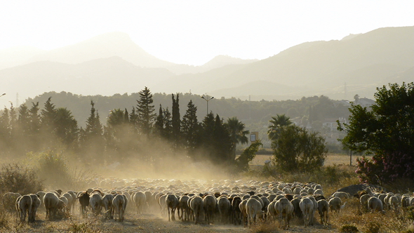 Livestock Sheep Walking at Sunset