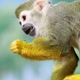 Saimiri sciureus eats while holding food in hand. Squirrel saimiri in slow motion. - VideoHive Item for Sale