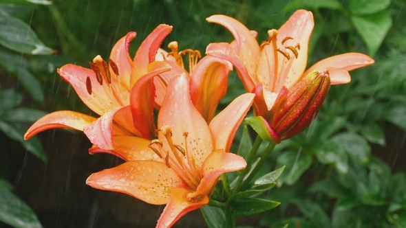 Orange Lily Flower Under Rain
